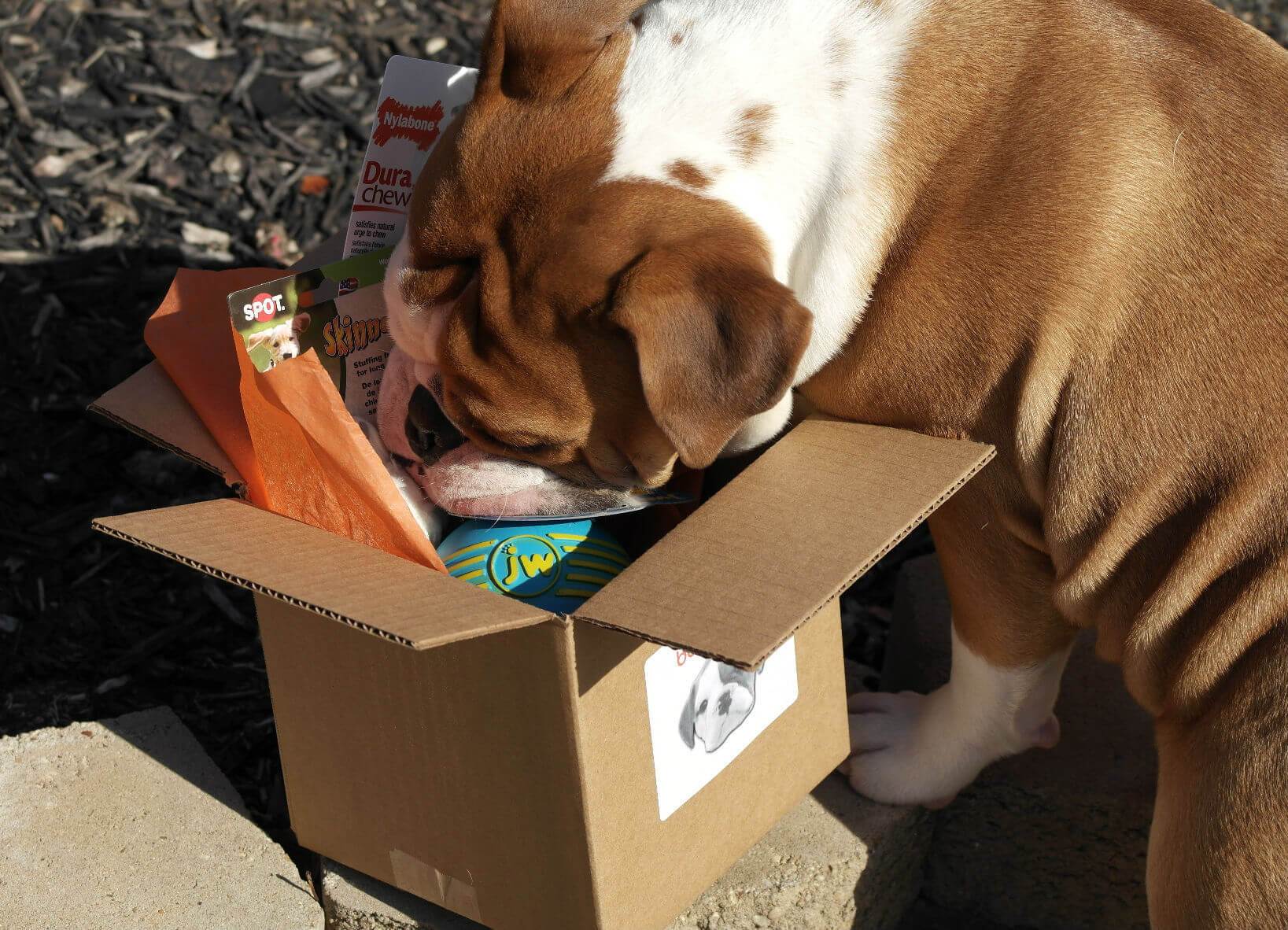 Bullymake Box A Dog Subscription Box For Power Chewers!