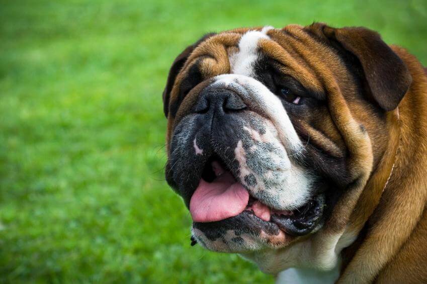 happy bulldog