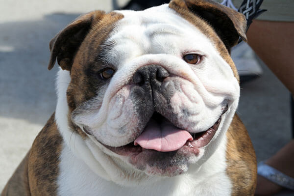Great Happy Bulldog in the year 2023 Learn more here 
