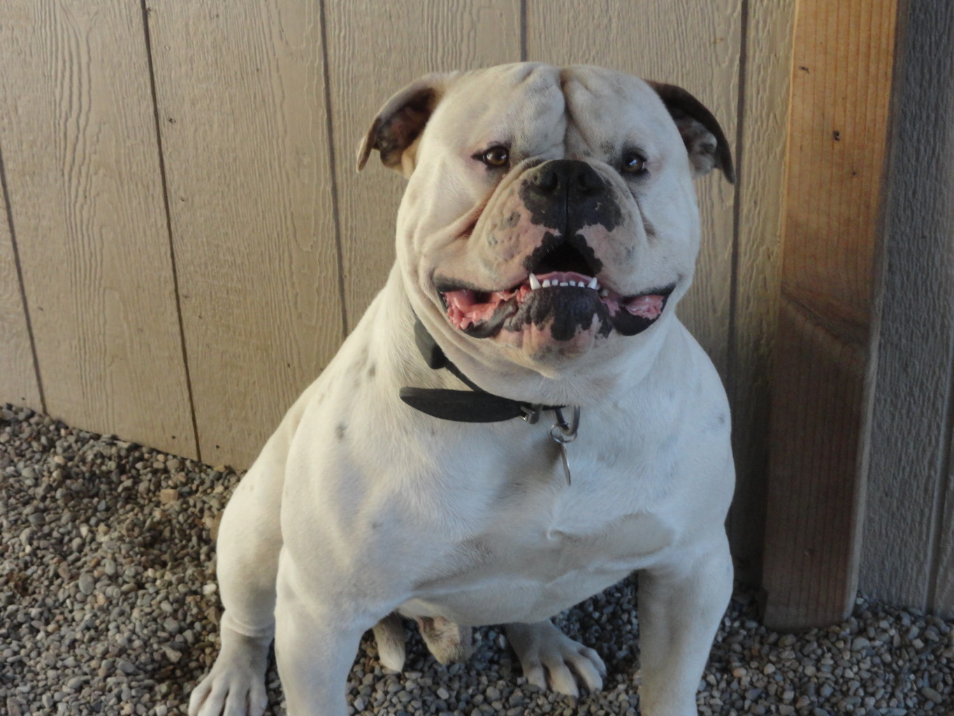 19 Things Only an American Bulldog Parent Would Understand