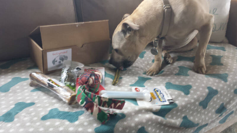 Bullymake and Handsome Dan’s Rescue Team Up! Bullymake