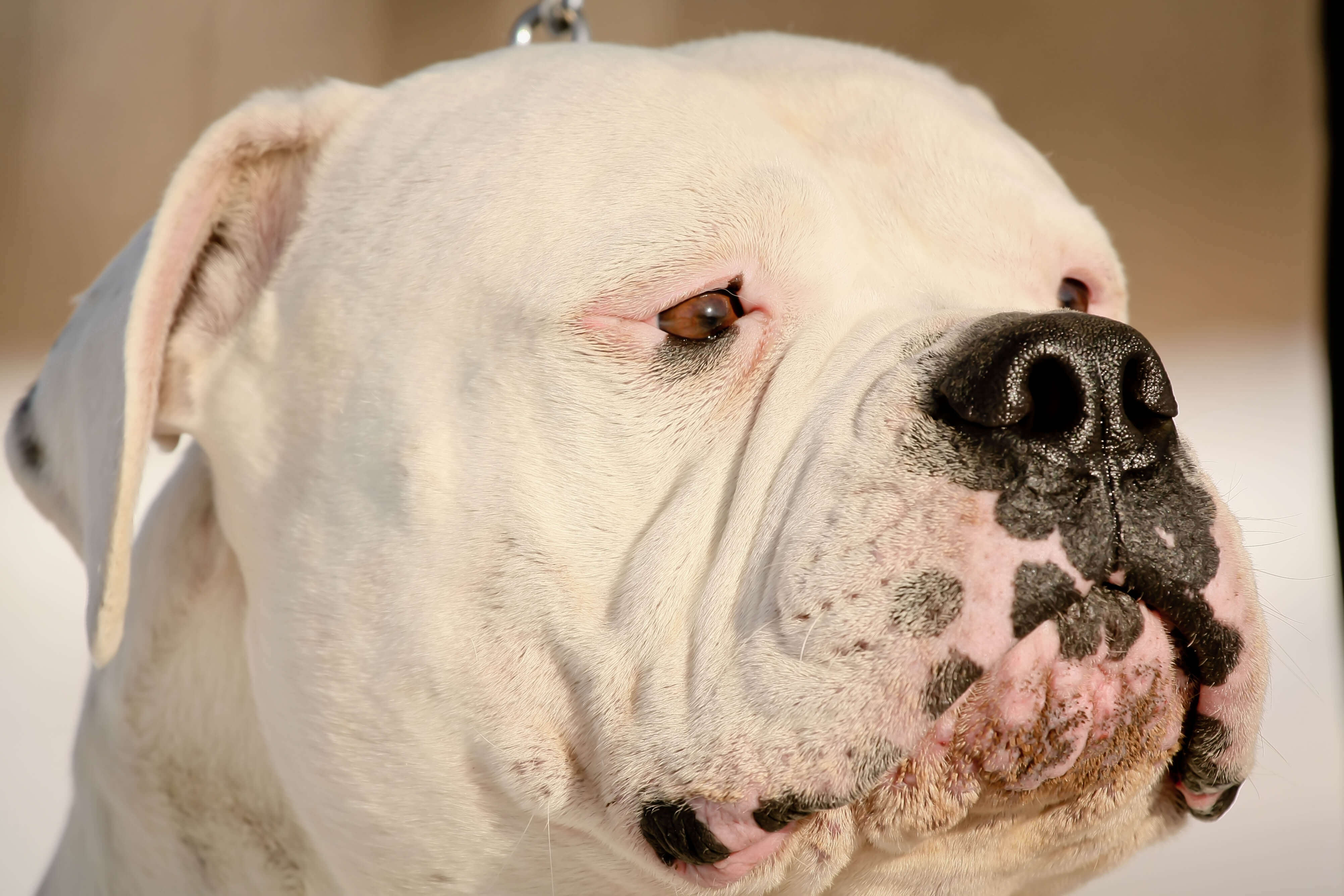 9 Insanely Easy Tricks For A Happy American Bulldog