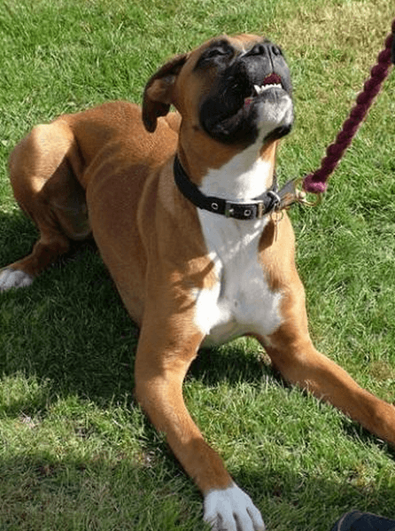 largest boxer dog