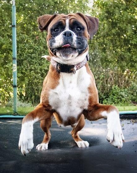 Image result for Ñобака Boxer ÑÑаÑÑливÑй