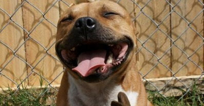 happy-pit.jpg