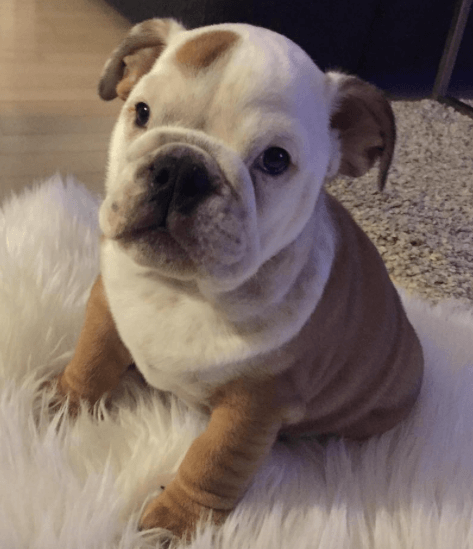 12 of the Absolute Cutest English Bulldog Puppies EVER ...