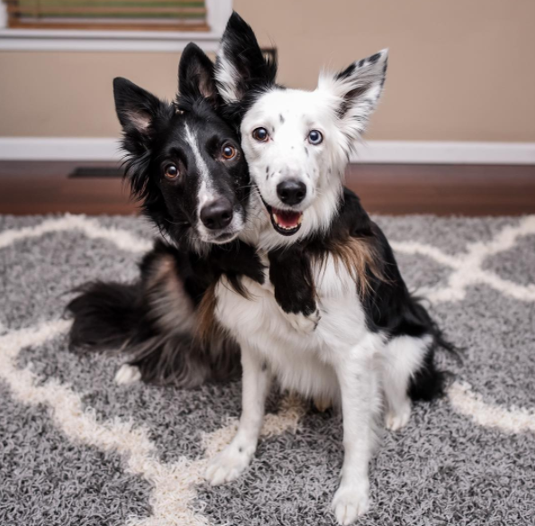 Viral ‘Hugging Dogs’ Teaching New Sibling to Hug – Bullymake Box – A ...