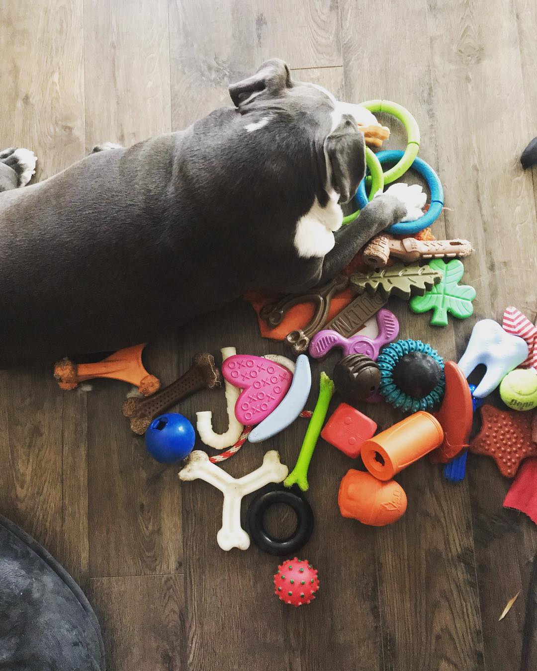 Dog Toy - Bullymake Box - A Dog 