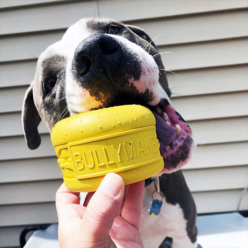 Dog Toy - Bullymake Box - A Dog Subscription Box For Power Chewers!